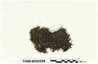 藏品(同葉苔屬)的圖片